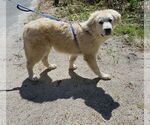 Small #6 Great Pyrenees