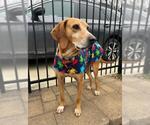 Small #1 English Coonhound