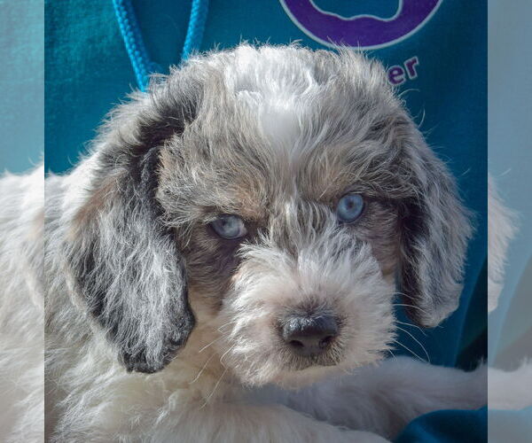 Medium Photo #6 Beagle-Unknown Mix Puppy For Sale in Huntley, IL, USA