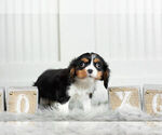 Small Photo #18 Cavalier King Charles Spaniel Puppy For Sale in WARSAW, IN, USA