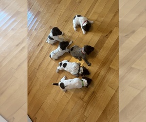 German Shorthaired Pointer Litter for sale in THOMASVILLE, AL, USA