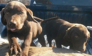 Labrador Retriever Puppy for sale in Sweet Springs, MO, USA