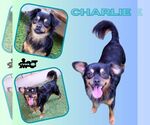 Charlie - Male Chiranian Dog for Adoption - Small photo