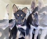 Small Photo #1 German Shepherd Dog-Siberian Husky Mix Puppy For Sale in MOUNT HOREB, WI, USA