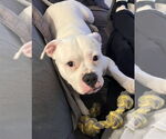Small #2 Bullypit