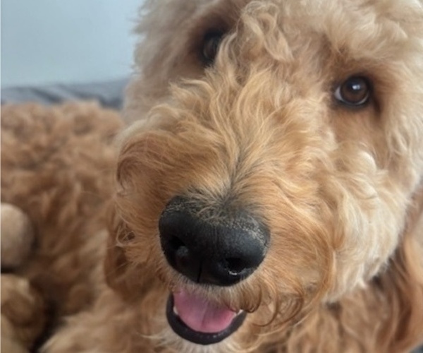 Medium Photo #13 Goldendoodle Puppy For Sale in PLATTEVILLE, CO, USA