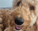 Small #12 Goldendoodle