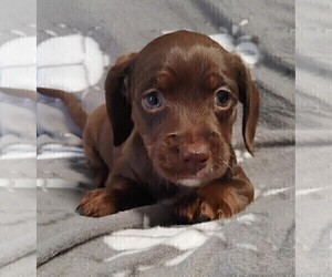 Dachshund-Poodle (Toy) Mix Puppy for sale in CLARE, IL, USA