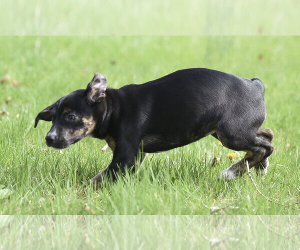 Medium Photo #4 Australian Shepherd-Chihuahua Mix Puppy For Sale in Mechanicsburg, PA, USA