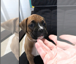 Image preview for Ad Listing. Nickname: Akc Maggie
