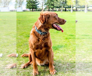 June Carter - Female Golden Shepherd Dog for Adoption - Photo #8