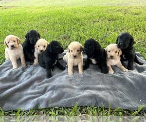 Labradoodle Puppy for sale in ORANGE, TX, USA