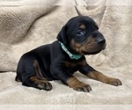 Small #22 Doberman Pinscher