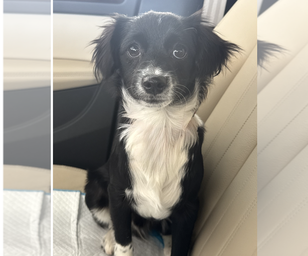 Medium Photo #3 Chion Puppy For Sale in Newport Beach, CA, USA