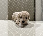 Puppy Puppy 3 Poodle (Toy)