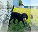 Small #2 Goldendoodle