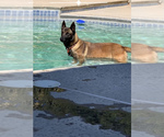 Small Photo #10 Belgian Malinois Puppy For Sale in ELK GROVE, CA, USA