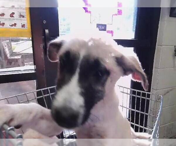 Medium Photo #1 Anatolian Shepherd-Unknown Mix Puppy For Sale in Tulsa, OK, USA
