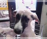 Small Anatolian Shepherd Mix