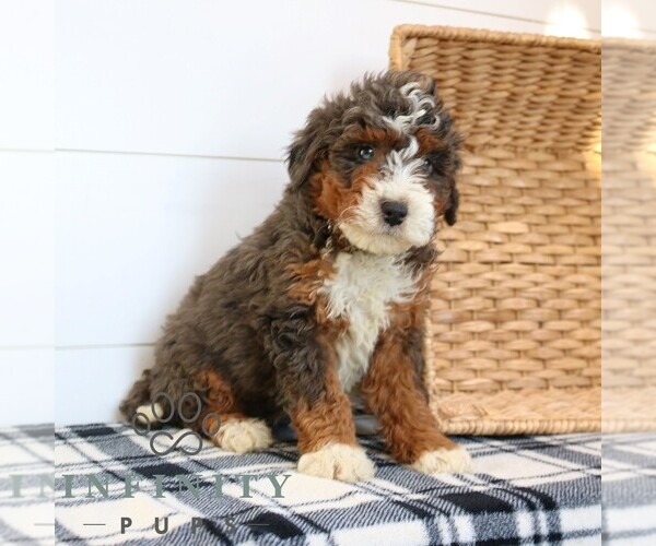 Medium Photo #2 Bernedoodle (Miniature) Puppy For Sale in NARVON, PA, USA