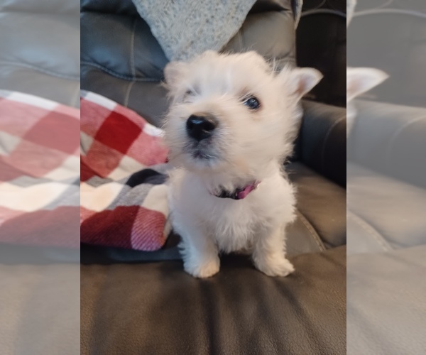 Medium Photo #4 West Highland White Terrier Puppy For Sale in STANLEY, WI, USA
