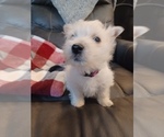 Small #3 West Highland White Terrier