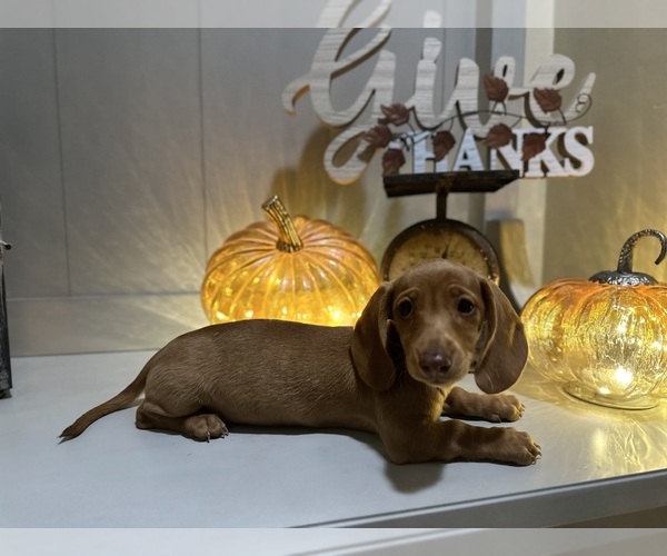 Medium Photo #6 Dachshund Puppy For Sale in EASTVALE, CA, USA