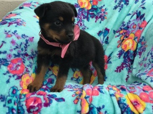Rottweiler Puppy for sale in EPHRATA, PA, USA
