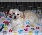 Small #5 Havanese