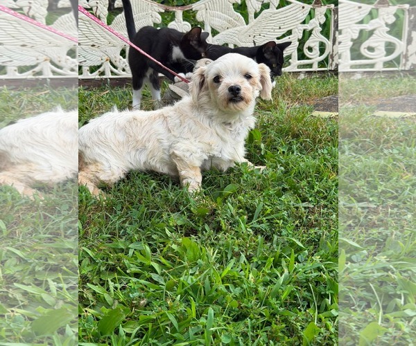 Medium Photo #3 Maltese Puppy For Sale in HOPKINSVILLE/PRINCETON, KY, NH, USA