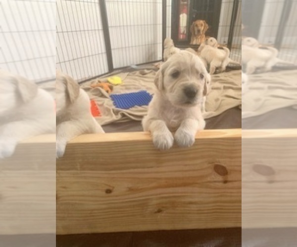 Medium Photo #11 Golden Retriever Puppy For Sale in MELISSA, TX, USA