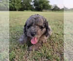 Small #5 Aussiedoodle