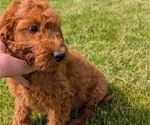 Puppy Quinn Irish Doodle