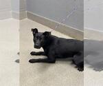 Small Labrador Retriever Mix