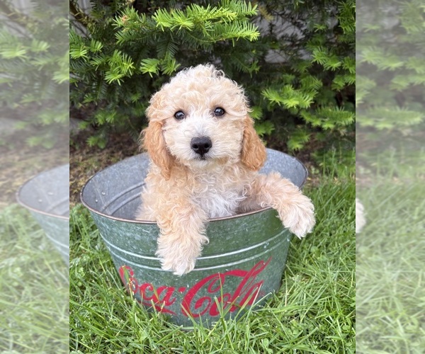 Medium Photo #3 Bichpoo Puppy For Sale in MIDDLEBURY, IN, USA