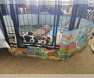 English Springer Spaniel Puppy for sale in ARLINGTON, TX, USA