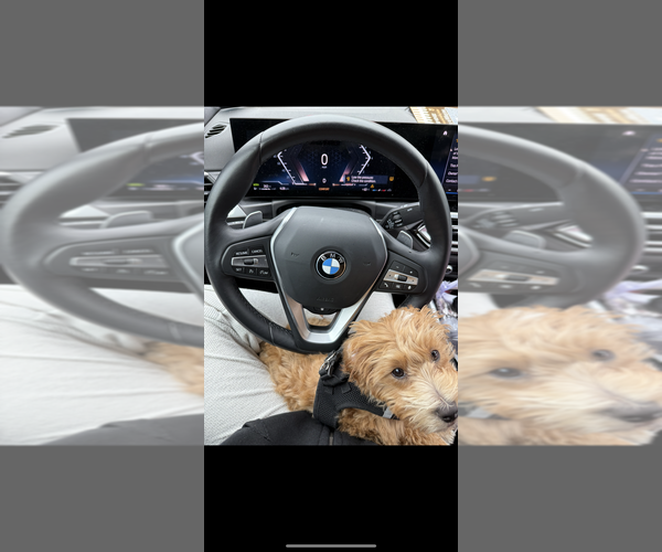 Medium Photo #12 Goldendoodle (Miniature) Puppy For Sale in STATEN ISLAND, NY, USA