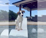 Small #2 Great Pyrenees Mix