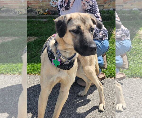 Medium Photo #5 Black Mouth Cur-German Shepherd Dog Mix Puppy For Sale in New London, WI, USA