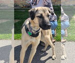 Small #4 Black Mouth Cur-German Shepherd Dog Mix