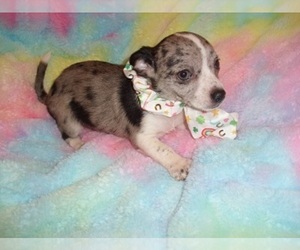 Chihuahua Puppy for sale in JACKSON, MS, USA