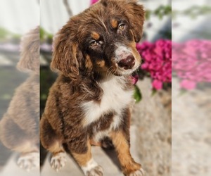 Aussie-Poo-Aussiedoodle Miniature Mix Puppy for sale in TAYLOR, TX, USA