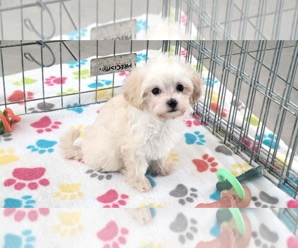 Medium Photo #9 Maltese-Poodle (Toy) Mix Puppy For Sale in ORO VALLEY, AZ, USA