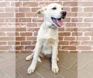 Gerberian Shepsky Dogs for adoption in Corona, CA, USA