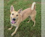 Small #5 Shiba Inu Mix