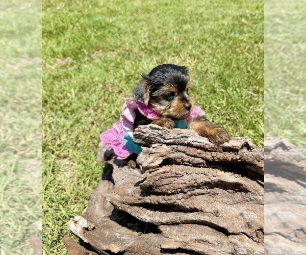 Medium Photo #16 Yorkshire Terrier Puppy For Sale in CASSVILLE, MO, USA