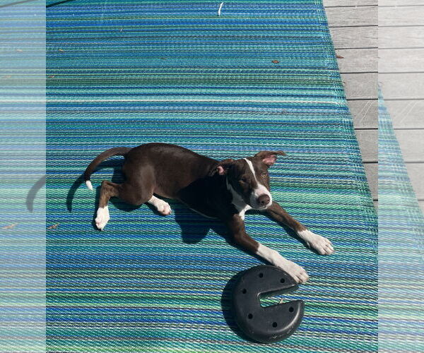 Medium Photo #3 Plott Hound-Staffordshire Bull Terrier Mix Puppy For Sale in Thomasville, NC, USA