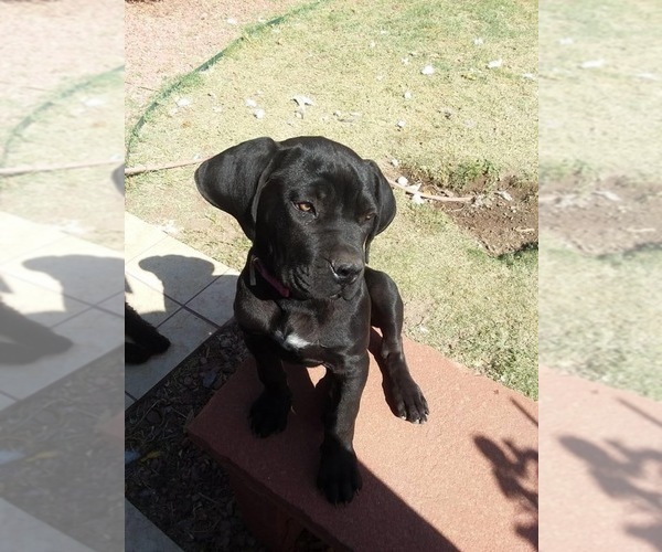 Medium Photo #35 Boerboel Puppy For Sale in LAS CRUCES, NM, USA