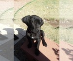 Small Photo #35 Boerboel Puppy For Sale in LAS CRUCES, NM, USA