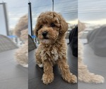 Puppy PENNY Miniature Labradoodle